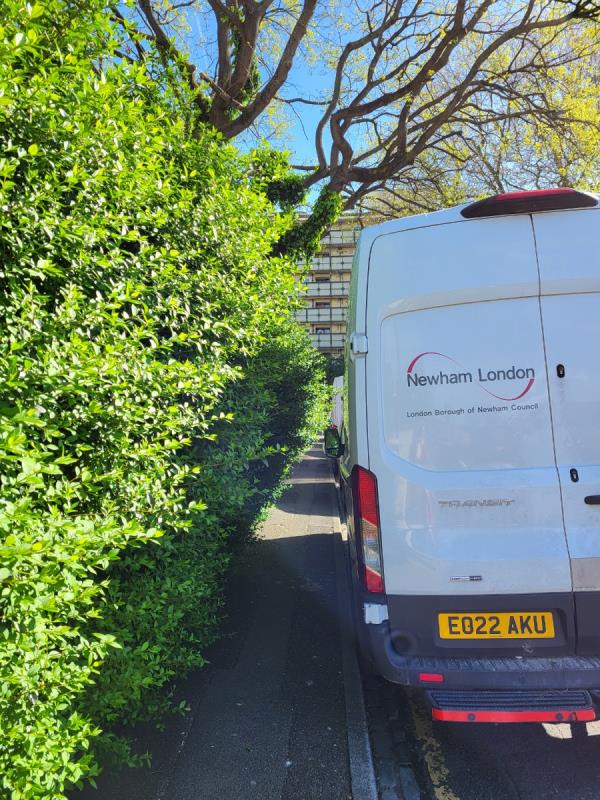 The hedge on Paul Street is so overgrown that you cannot use the pavement anymore. Need to step on the street to be able to pass.-37 Paul Street, Stratford, London, E15 4QB