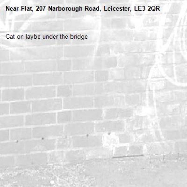 Cat on laybe under the bridge -Flat, 207 Narborough Road, Leicester, LE3 2QR