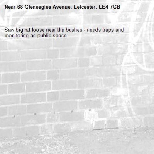 Saw big rat loose near the bushes - needs traps and monitoring as public space -68 Gleneagles Avenue, Leicester, LE4 7GB