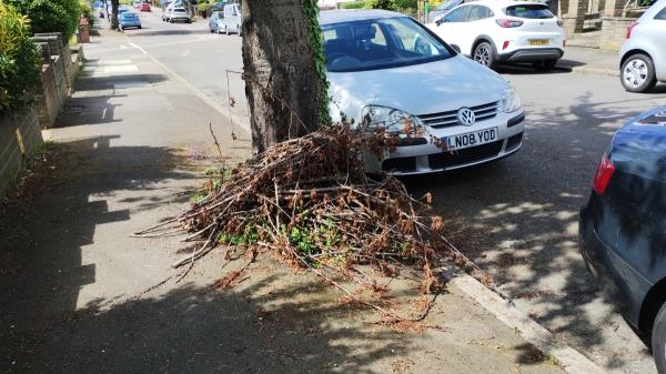 Bits of tree that came away in storm gathered at base of tree. Please remove.-37 Priestfield Road, London, SE23 2RW