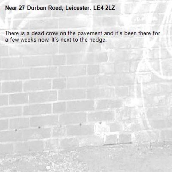 There is a dead crow on the pavement and it’s been there for a few weeks now. It’s next to the hedge.-27 Durban Road, Leicester, LE4 2LZ