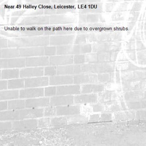 Unable to walk on the path here due to overgrown shrubs. -49 Halley Close, Leicester, LE4 1DU