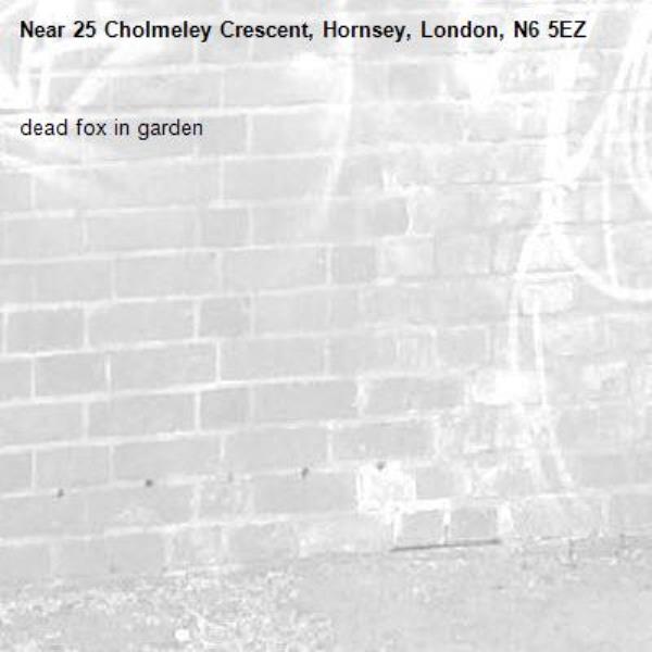 dead fox in garden-25 Cholmeley Crescent, Hornsey, London, N6 5EZ