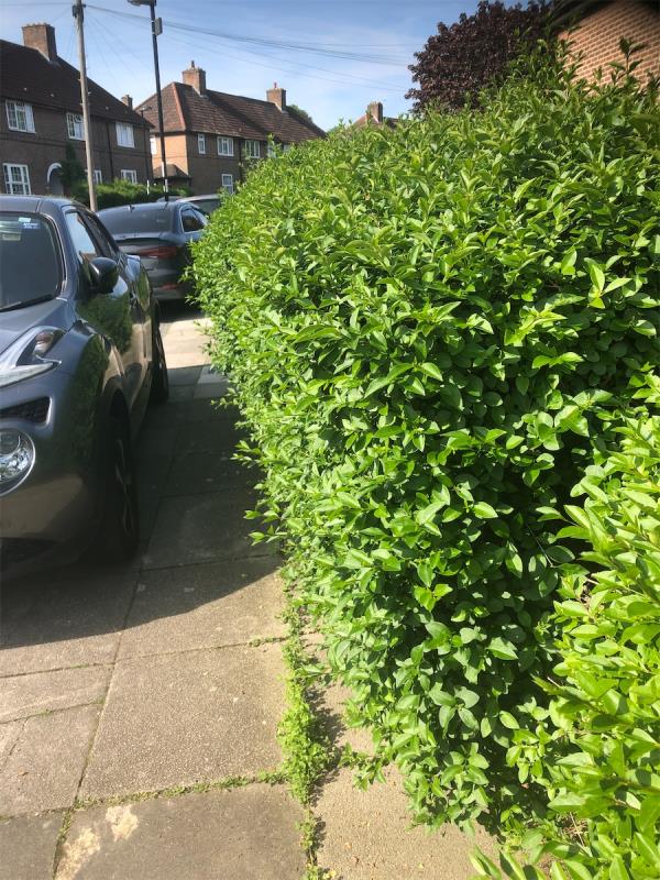 Hedge is obstructing Footpath-53 Arcus Road, Bromley, BR1 4NN