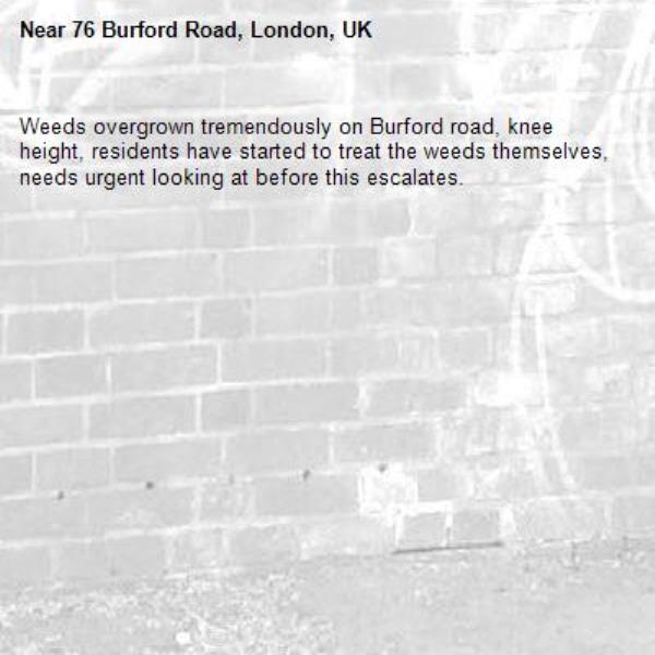 Weeds overgrown tremendously on Burford road, knee height, residents have started to treat the weeds themselves, needs urgent looking at before this escalates. -76 Burford Road, London, UK