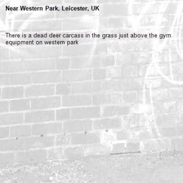 There is a dead deer carcass in the grass just above the gym equipment on western park-Western Park, Leicester, UK