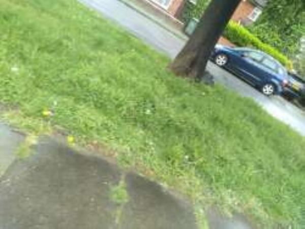 Opposite property. Please clear a car tyre
Reported via Fix My Street-15 Swiftsden Way, Bromley, BR1 4NS