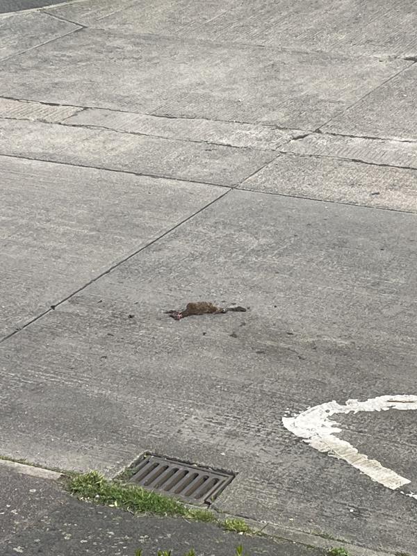 Dead animal on the middle of the road- can this please be cleared-13 Ebchester Road, Leicester, LE2 9LR