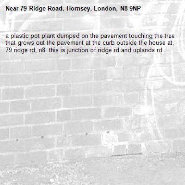 a plastic pot plant dumped on the pavement touching the tree that grows out the pavement at the curb outside the house at, 79 ridge rd, n8. this is junction of ridge rd and uplands rd. -79 Ridge Road, Hornsey, London, N8 9NP