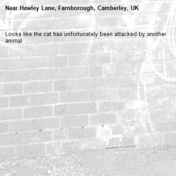 Looks like the cat has unfortunately been attacked by another animal -Hawley Lane, Farnborough, Camberley, UK