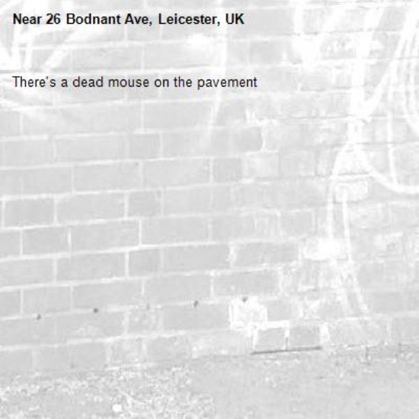 There&#39;s a dead mouse on the pavement -26 Bodnant Ave, Leicester, UK