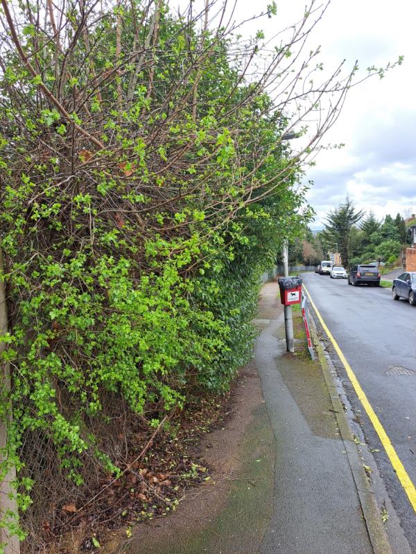Bushes overgrowing pavement -67 Waterloo Road, Reading, RG2 0AG
