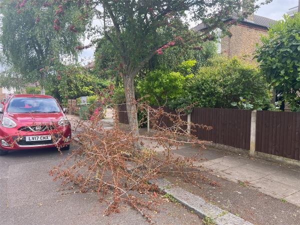 Large branch fallen off tree, blocking pavement and street. -16 Allenby Road, London, SE23 2RQ
