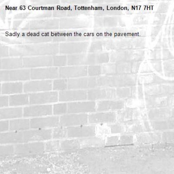 Sadly a dead cat between the cars on the pavement.-63 Courtman Road, Tottenham, London, N17 7HT