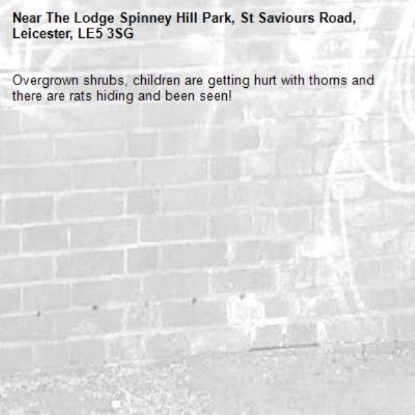 Overgrown shrubs, children are getting hurt with thorns and there are rats hiding and been seen!-The Lodge Spinney Hill Park, St Saviours Road, Leicester, LE5 3SG