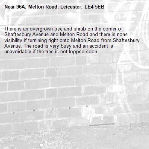 There is an overgrown tree and shrub on the corner of Shaftesbury Avenue and Melton Road and there is none visibility if turnining right onto Melton Road from Shaftesbury Avenue. The road is very busy and an accident is unavoidable if the tree is not lopped soon.-96A, Melton Road, Leicester, LE4 5EB