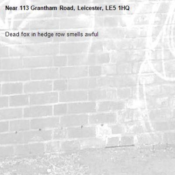 Dead fox in hedge row smells awful -113 Grantham Road, Leicester, LE5 1HQ