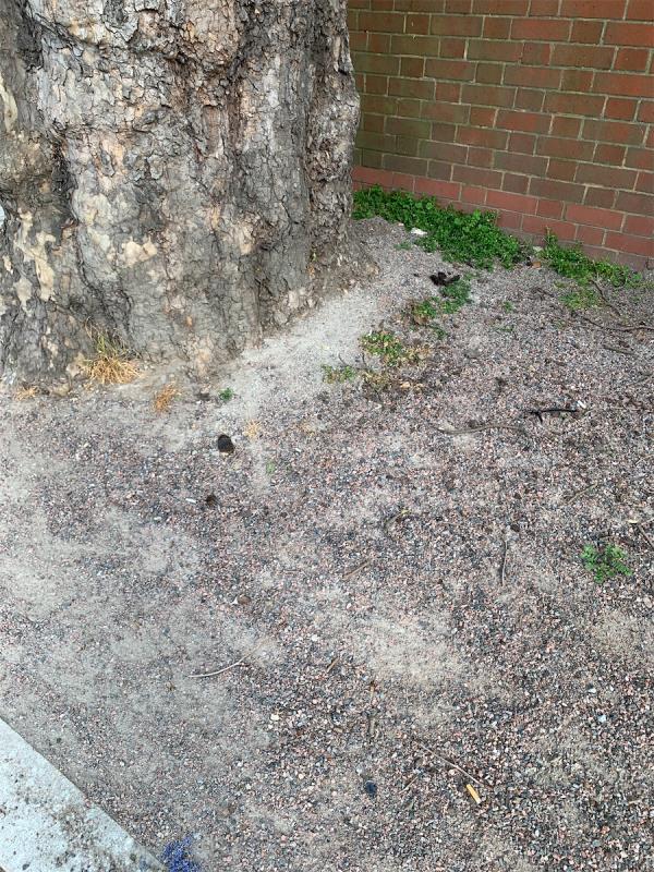 Dog fouling in tree pit between 169 Romford Road and Sainsburys -The Broadway, London