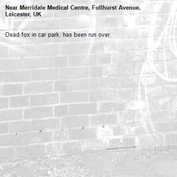 Dead fox in car park, has been run over. -Merridale Medical Centre, Fullhurst Avenue, Leicester, UK