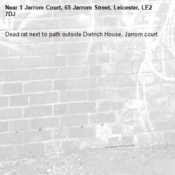 Dead rat next to path outside Dietrich House, Jarrom court.-1 Jarrom Court, 65 Jarrom Street, Leicester, LE2 7DJ