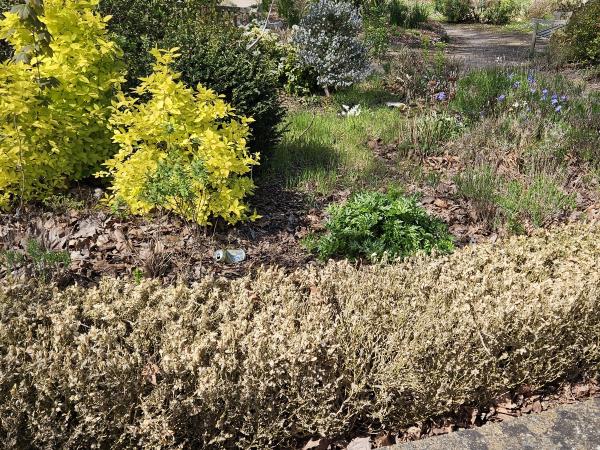 The old Town Hall Garden is not adequately maintained. There is litter, leaf litter and generally unkempt. Please keep this historical garden maintained regularly.-18 Reading Road, Farnborough, GU14 6NA
