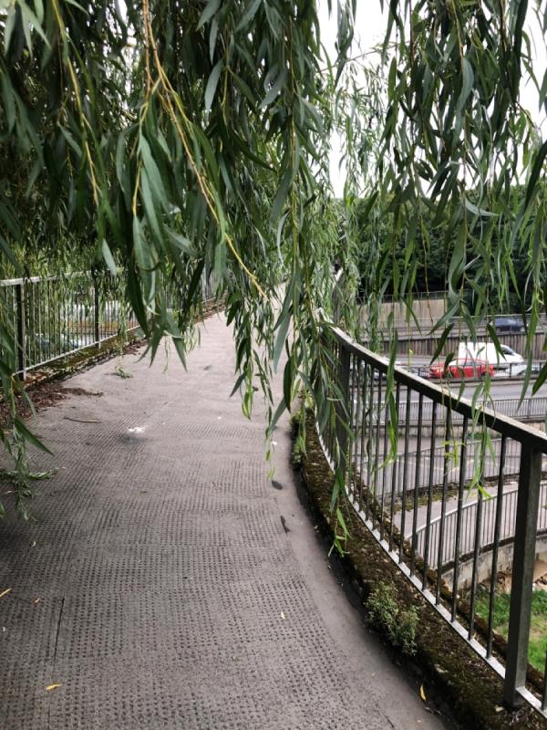 Weeping willow overhanging very low on pedestrian bridge, and also at the foot of the bridge near Salvation Army -Willow House Willow Street, Reading, RG1 6AB