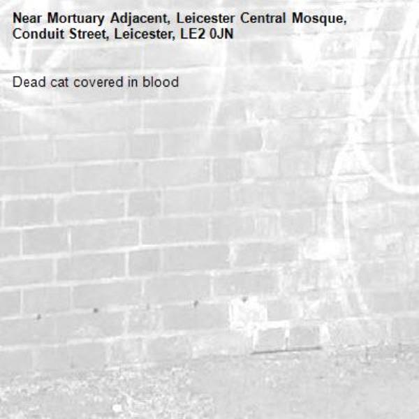 Dead cat covered in blood-Mortuary Adjacent, Leicester Central Mosque, Conduit Street, Leicester, LE2 0JN