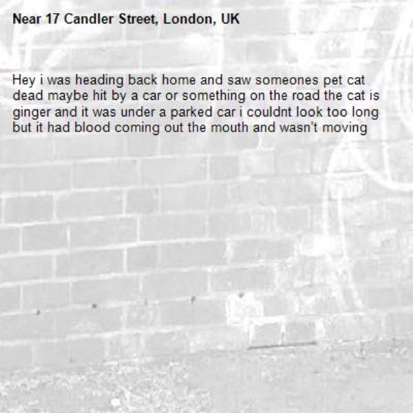 Hey i was heading back home and saw someones pet cat dead maybe hit by a car or something on the road the cat is ginger and it was under a parked car i couldnt look too long but it had blood coming out the mouth and wasn’t moving-17 Candler Street, London, UK