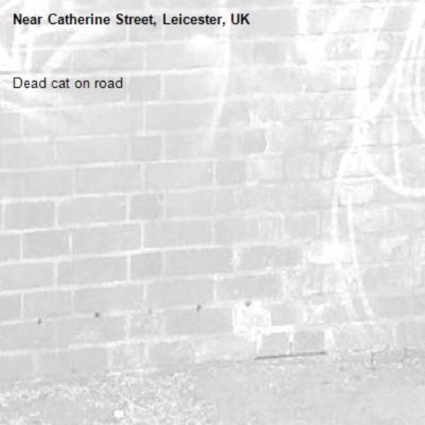 Dead cat on road-Catherine Street, Leicester, UK