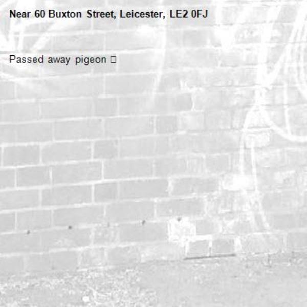 Passed away pigeon 😢-60 Buxton Street, Leicester, LE2 0FJ