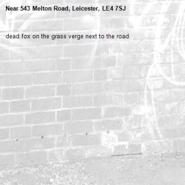 dead fox on the grass verge next to the road -543 Melton Road, Leicester, LE4 7SJ