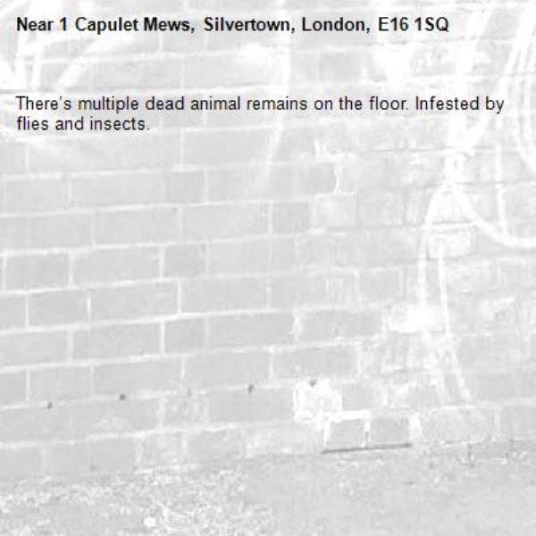 There’s multiple dead animal remains on the floor. Infested by flies and insects. -1 Capulet Mews, Silvertown, London, E16 1SQ