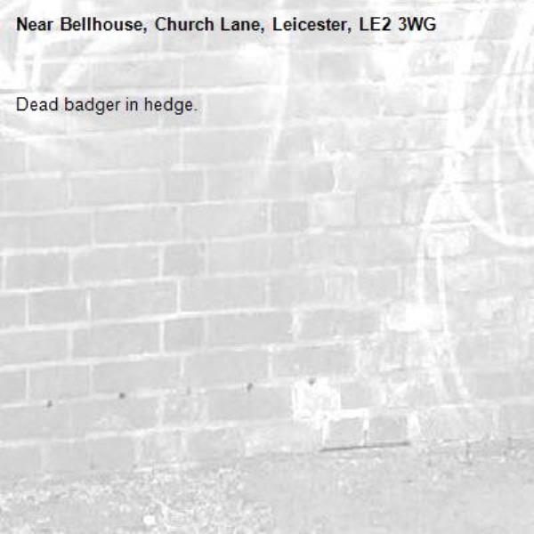 Dead badger in hedge. -Bellhouse, Church Lane, Leicester, LE2 3WG