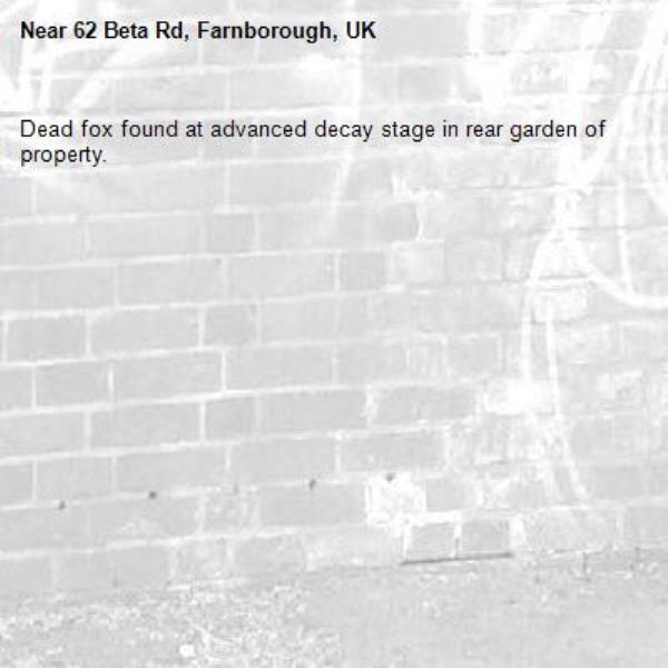 Dead fox found at advanced decay stage in rear garden of property. -62 Beta Rd, Farnborough, UK