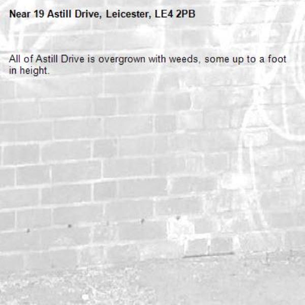 All of Astill Drive is overgrown with weeds, some up to a foot in height. -19 Astill Drive, Leicester, LE4 2PB