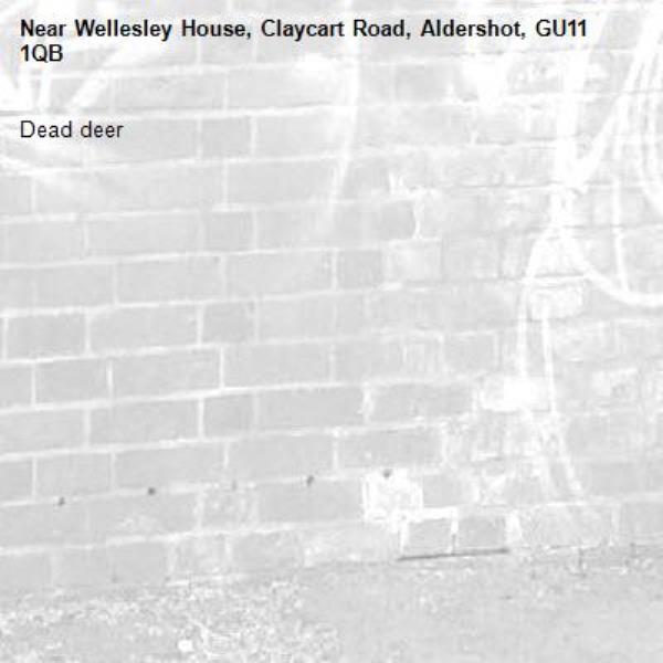 Dead deer-Wellesley House, Claycart Road, Aldershot, GU11 1QB