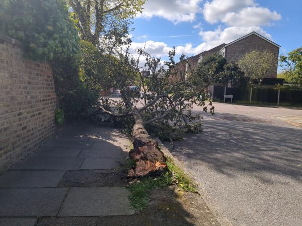 Fallen tree across both pavement and road-34 Handen Road, London, SE12 8NR