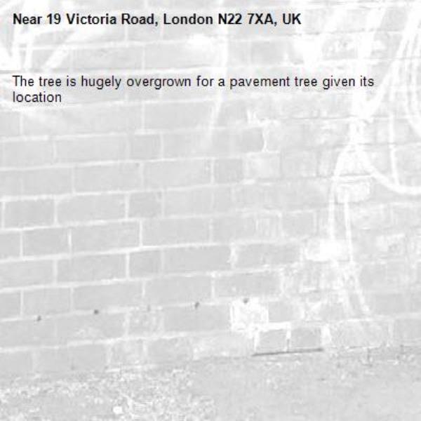 The tree is hugely overgrown for a pavement tree given its location -19 Victoria Road, London N22 7XA, UK