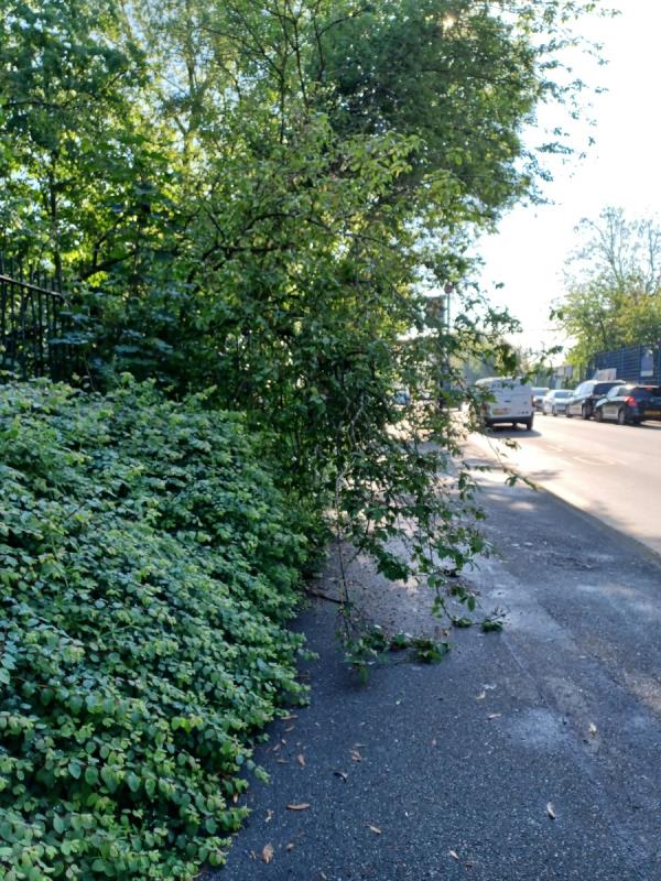 Can the council arrange for Gristwood&Tom's to cut the tree back  as it is  causing a hazard to pedestrian  in Tollgate Road Beckton by bus stop CA.thanks -Hurst Court, 109 Tollgate Road, Beckton, London, E6 5UX