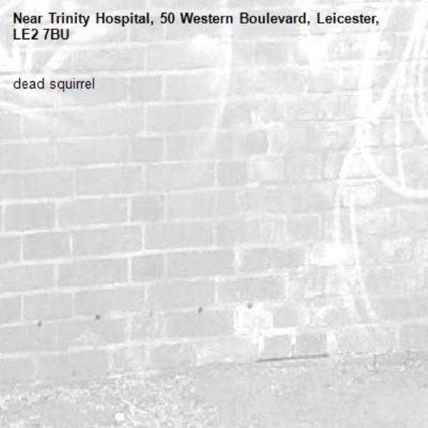 dead squirrel-Trinity Hospital, 50 Western Boulevard, Leicester, LE2 7BU