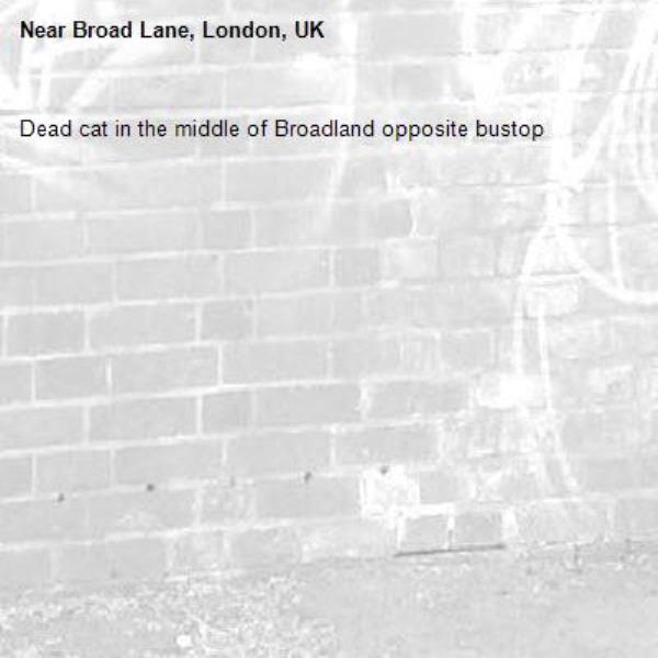 Dead cat in the middle of Broadland opposite bustop -Broad Lane, London, UK
