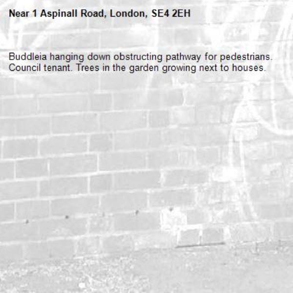 Buddleia hanging down obstructing pathway for pedestrians. Council tenant. Trees in the garden growing next to houses.-1 Aspinall Road, London, SE4 2EH