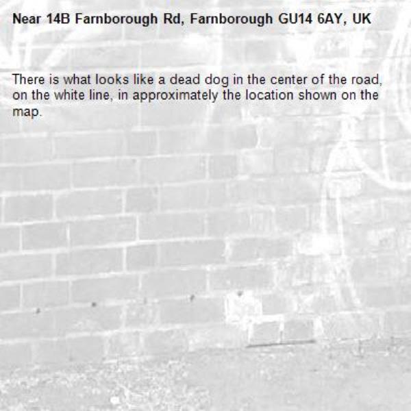 There is what looks like a dead dog in the center of the road, on the white line, in approximately the location shown on the map.-14B Farnborough Rd, Farnborough GU14 6AY, UK