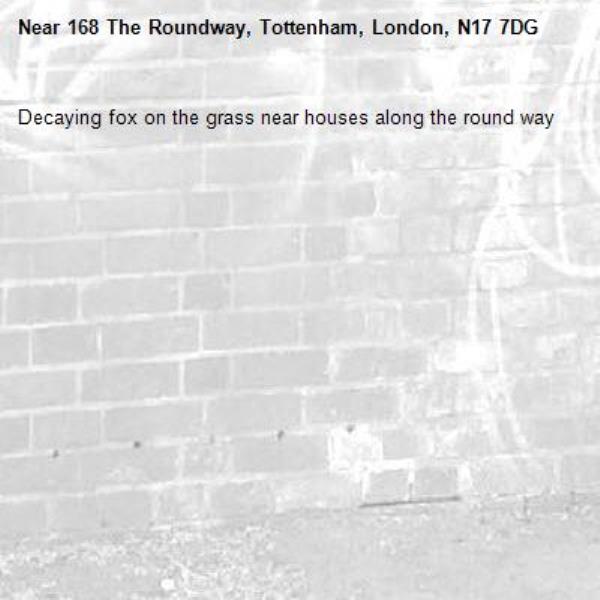 Decaying fox on the grass near houses along the round way -168 The Roundway, Tottenham, London, N17 7DG