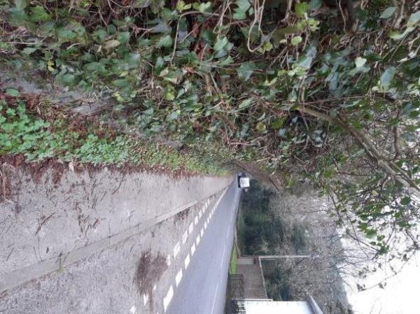 Pavement from The Green to St Richards Cottages. Overhanging vegetation and pavement narrowed due to build up of detritus. Report to PC that a pedestrian was clipped by a car as forced to walk on edge of pavement.-Hazels Lower Street, Fittleworth, RH20 1EN