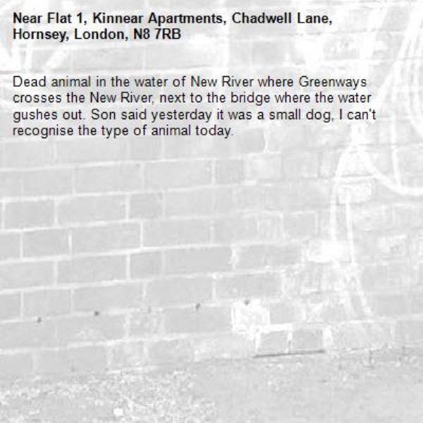 Dead animal in the water of New River where Greenways crosses the New River, next to the bridge where the water gushes out. Son said yesterday it was a small dog, I can't recognise the type of animal today.-Flat 1, Kinnear Apartments, Chadwell Lane, Hornsey, London, N8 7RB