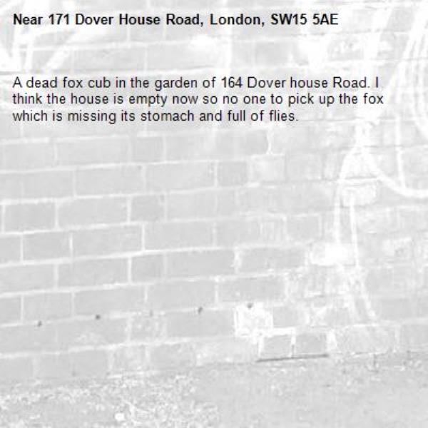 A dead fox cub in the garden of 164 Dover house Road. I think the house is empty now so no one to pick up the fox which is missing its stomach and full of flies. -171 Dover House Road, London, SW15 5AE
