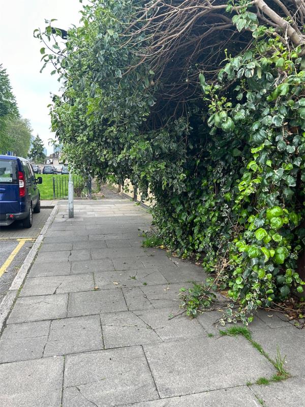 Overgrown plants blocking pavement completely -37 Hay Close, Stratford, London, E15 4HN