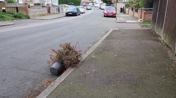 Dead Xmas tree in pot-7 Lescombe Road, London, SE23 2RP