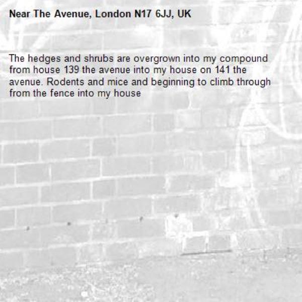 The hedges and shrubs are overgrown into my compound from house 139 the avenue into my house on 141 the avenue. Rodents and mice and beginning to climb through from the fence into my house-The Avenue, London N17 6JJ, UK